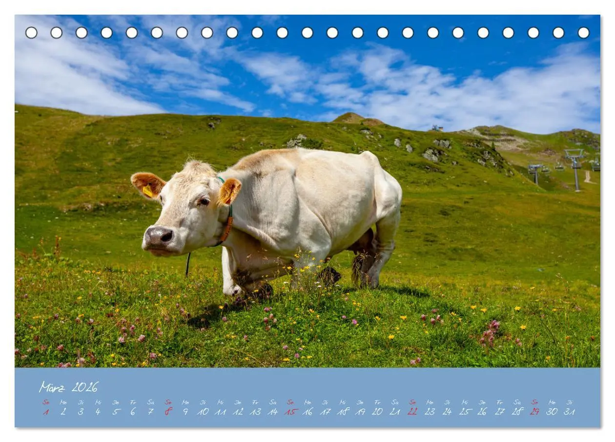 Bild: 9783457270356 | Friedliche Kühe (Tischkalender 2026 DIN A5 quer), CALVENDO...