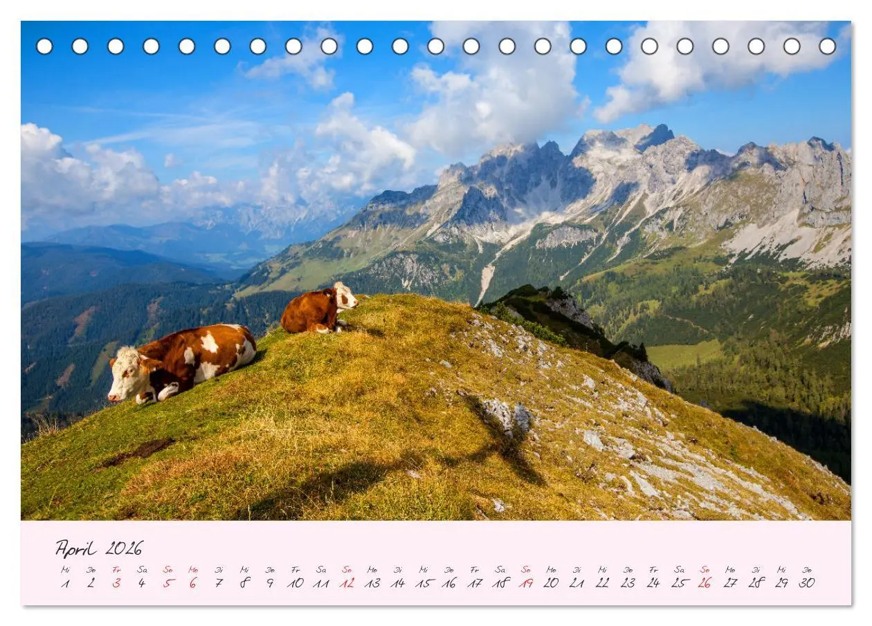 Bild: 9783457270356 | Friedliche Kühe (Tischkalender 2026 DIN A5 quer), CALVENDO...