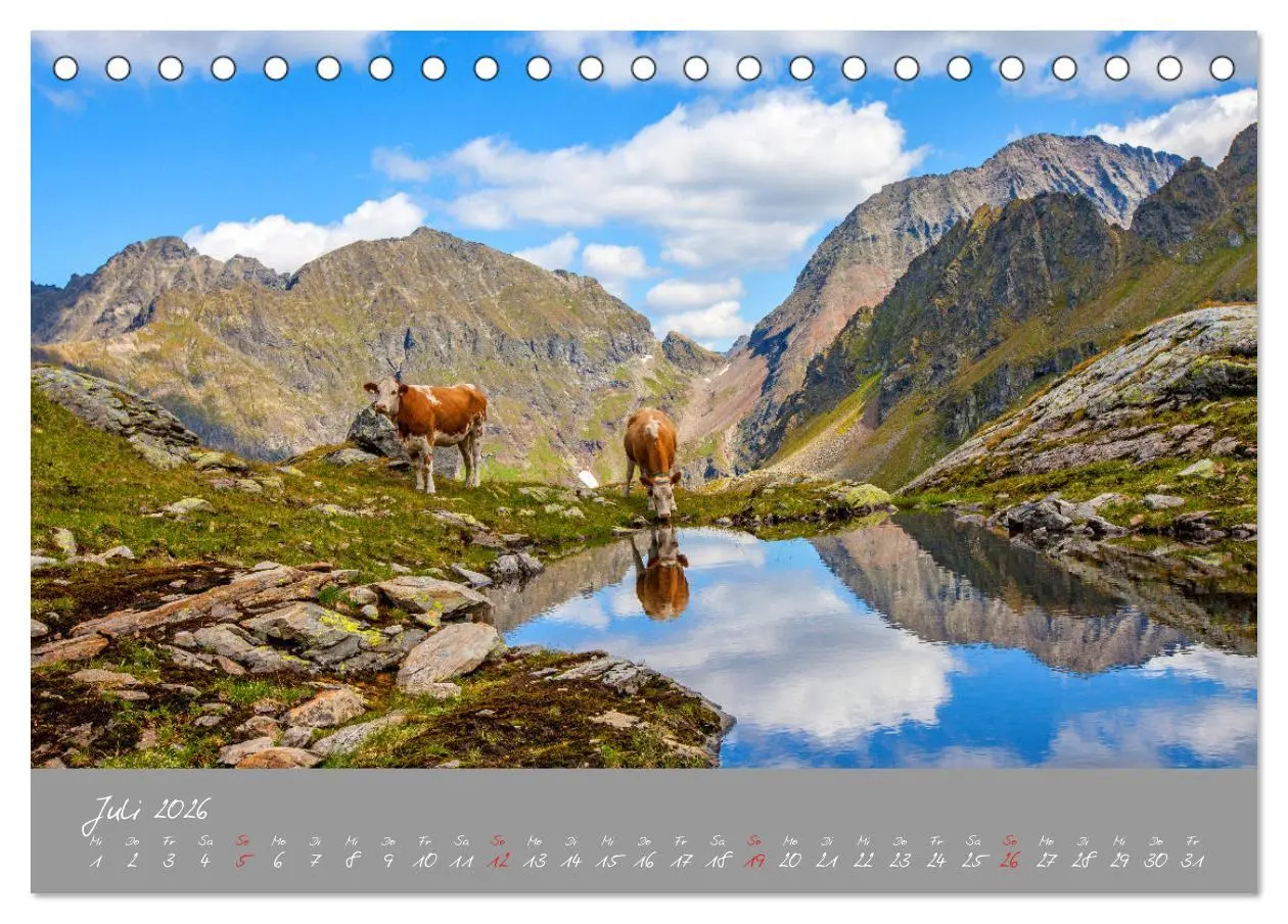 Bild: 9783457270356 | Friedliche Kühe (Tischkalender 2026 DIN A5 quer), CALVENDO...