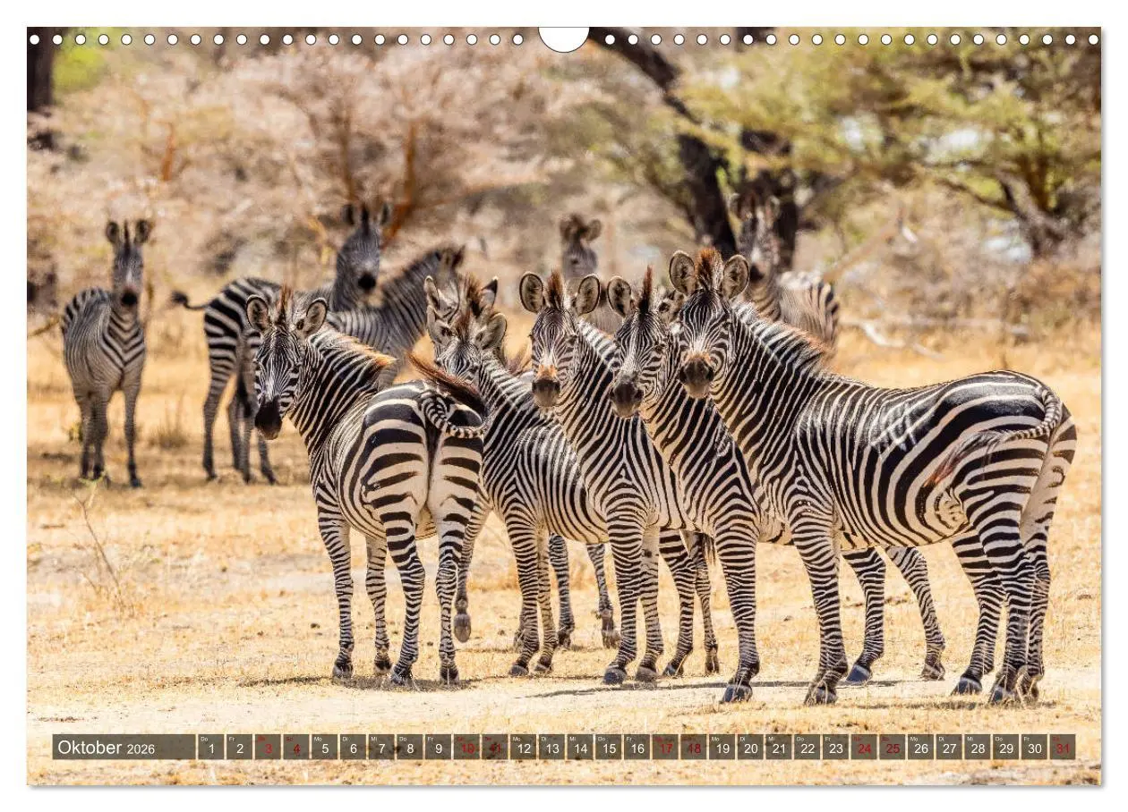 Bild: 9783457890356 | Safari in Tansania (Wandkalender 2026 DIN A3 quer), CALVENDO...