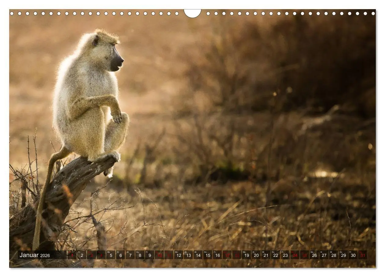 Bild: 9783457890356 | Safari in Tansania (Wandkalender 2026 DIN A3 quer), CALVENDO...