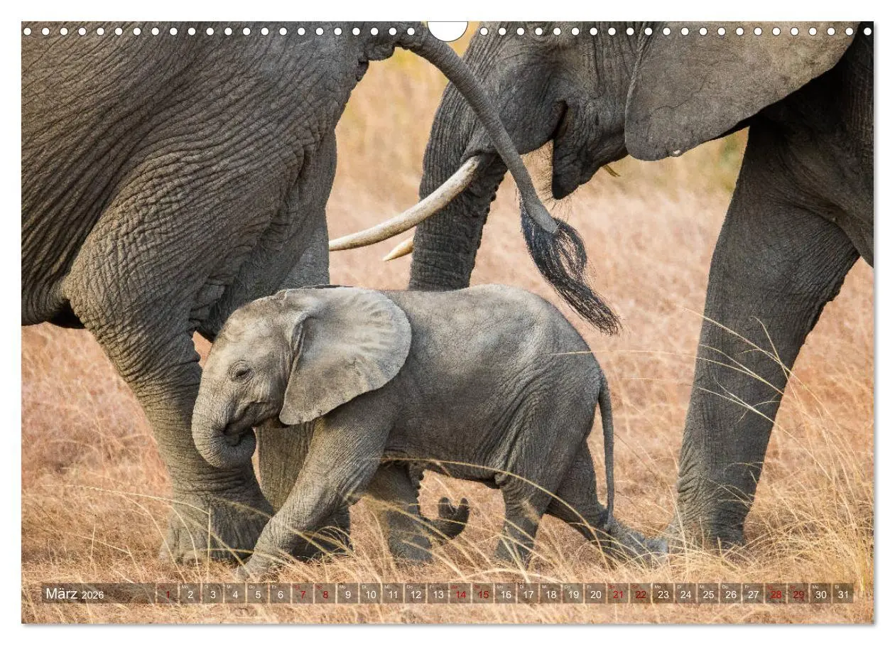Bild: 9783457890356 | Safari in Tansania (Wandkalender 2026 DIN A3 quer), CALVENDO...
