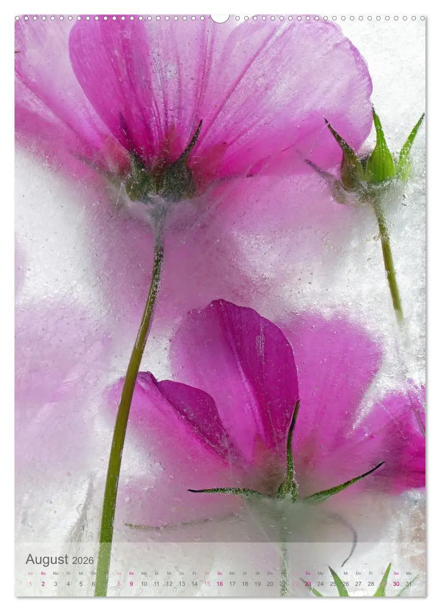 Bild: 9783516360356 | Blumen in Eis (Wandkalender 2026 DIN A2 hoch), CALVENDO Monatskalender