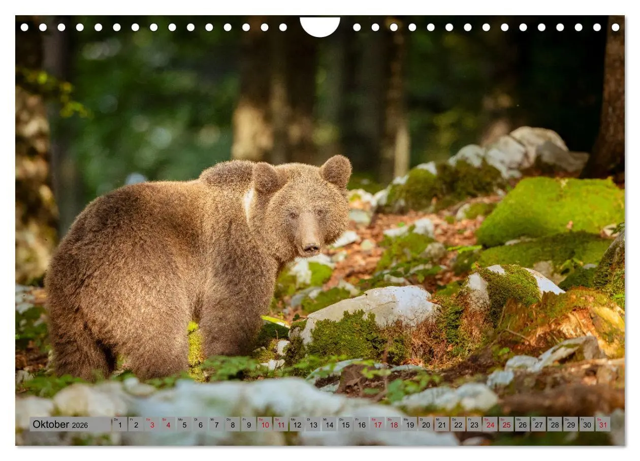 Bild: 9783457260456 | Krafttier Bär (Wandkalender 2026 DIN A4 quer), CALVENDO Monatskalender