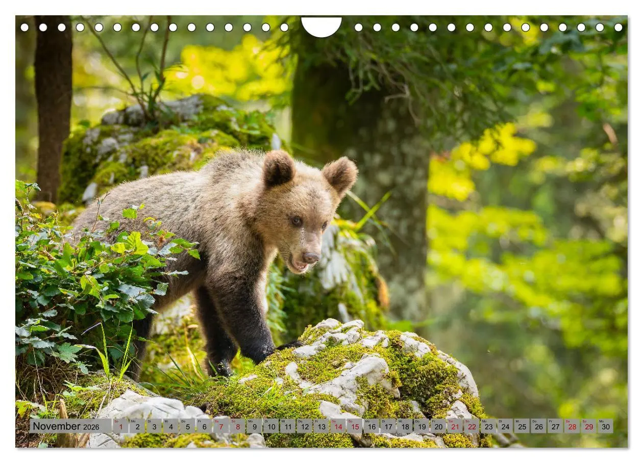 Bild: 9783457260456 | Krafttier Bär (Wandkalender 2026 DIN A4 quer), CALVENDO Monatskalender