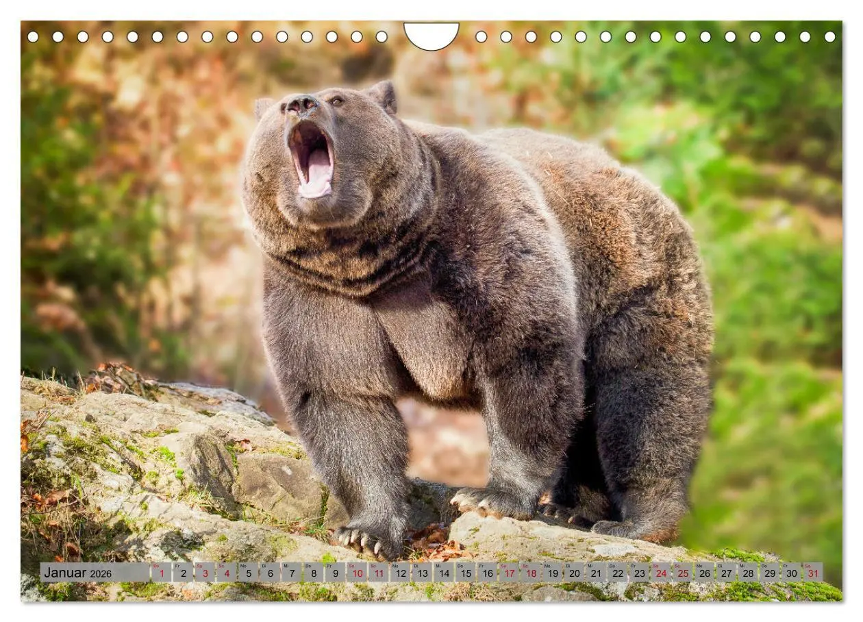 Bild: 9783457260456 | Krafttier Bär (Wandkalender 2026 DIN A4 quer), CALVENDO Monatskalender