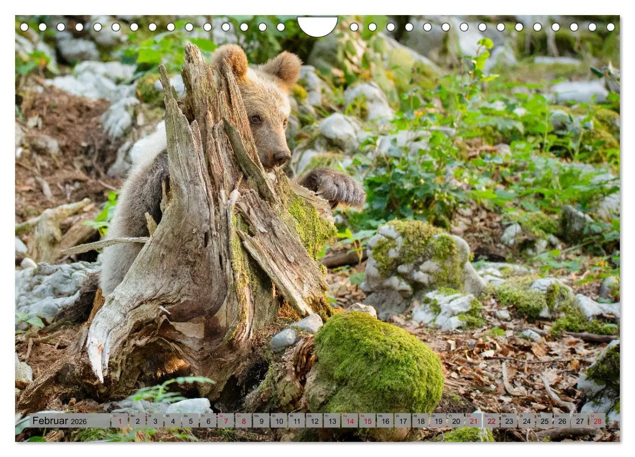 Bild: 9783457260456 | Krafttier Bär (Wandkalender 2026 DIN A4 quer), CALVENDO Monatskalender