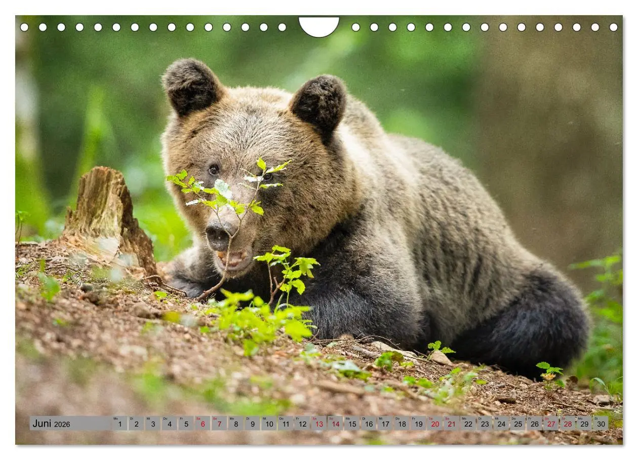 Bild: 9783457260456 | Krafttier Bär (Wandkalender 2026 DIN A4 quer), CALVENDO Monatskalender