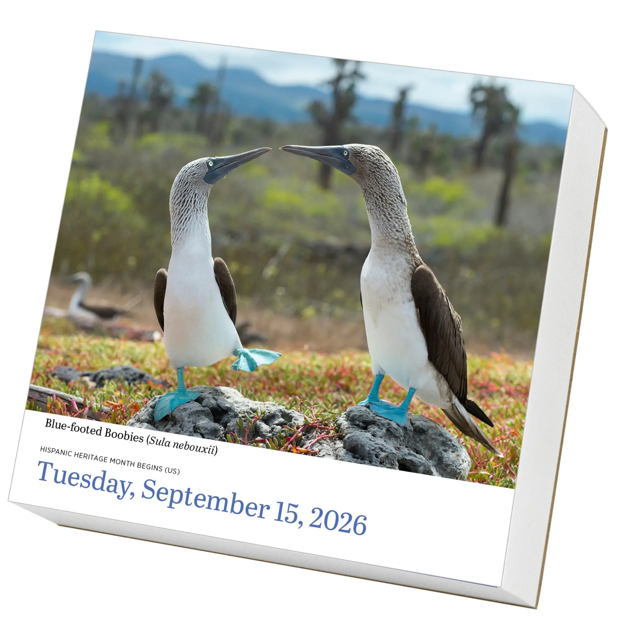 Bild: 9781523530656 | Audubon Birds Page-A-Day(r) Calendar 2026 | Workman Calendars | 2026