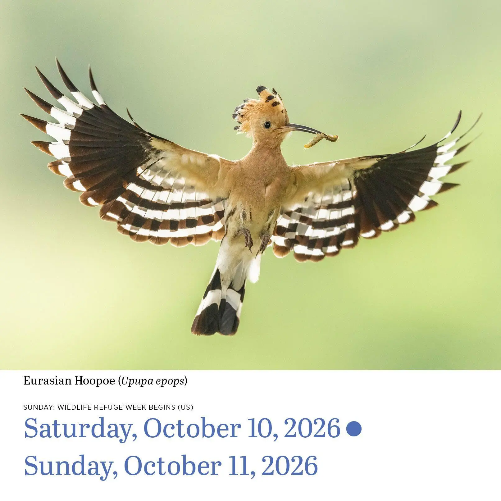 Bild: 9781523530656 | Audubon Birds Page-A-Day(r) Calendar 2026 | Workman Calendars | 2026