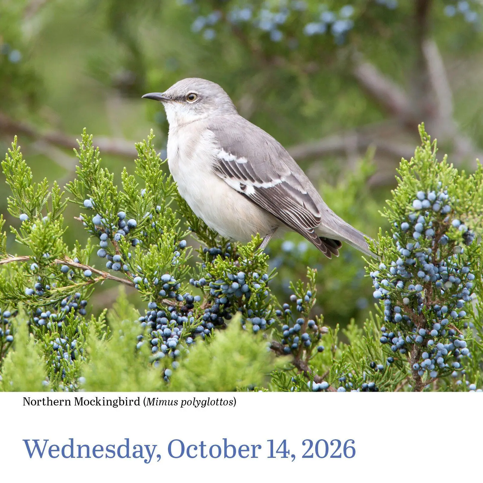 Bild: 9781523530656 | Audubon Birds Page-A-Day(r) Calendar 2026 | Workman Calendars | 2026