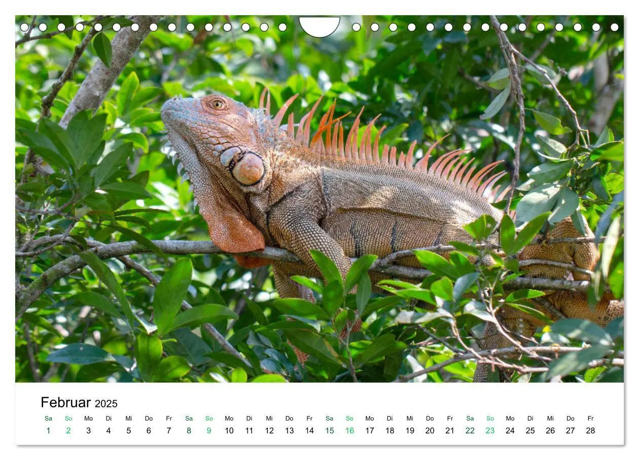 Bild: 9783383980756 | Costa Rica - Tropische Tierwelt (Wandkalender 2025 DIN A4 quer),...