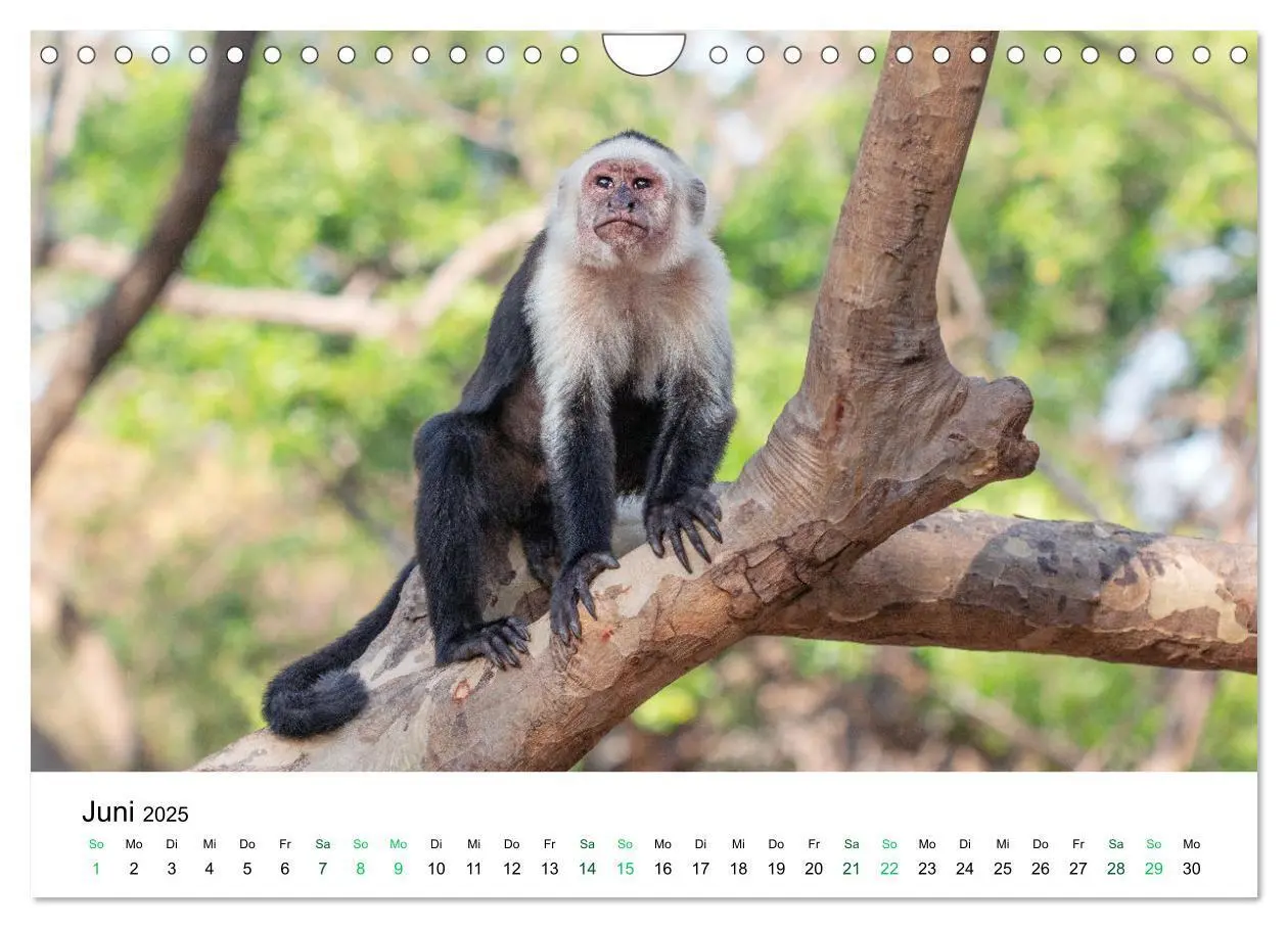 Bild: 9783383980756 | Costa Rica - Tropische Tierwelt (Wandkalender 2025 DIN A4 quer),...