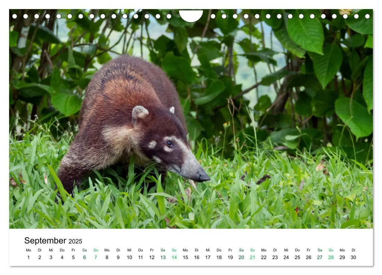 Bild: 9783383980756 | Costa Rica - Tropische Tierwelt (Wandkalender 2025 DIN A4 quer),...