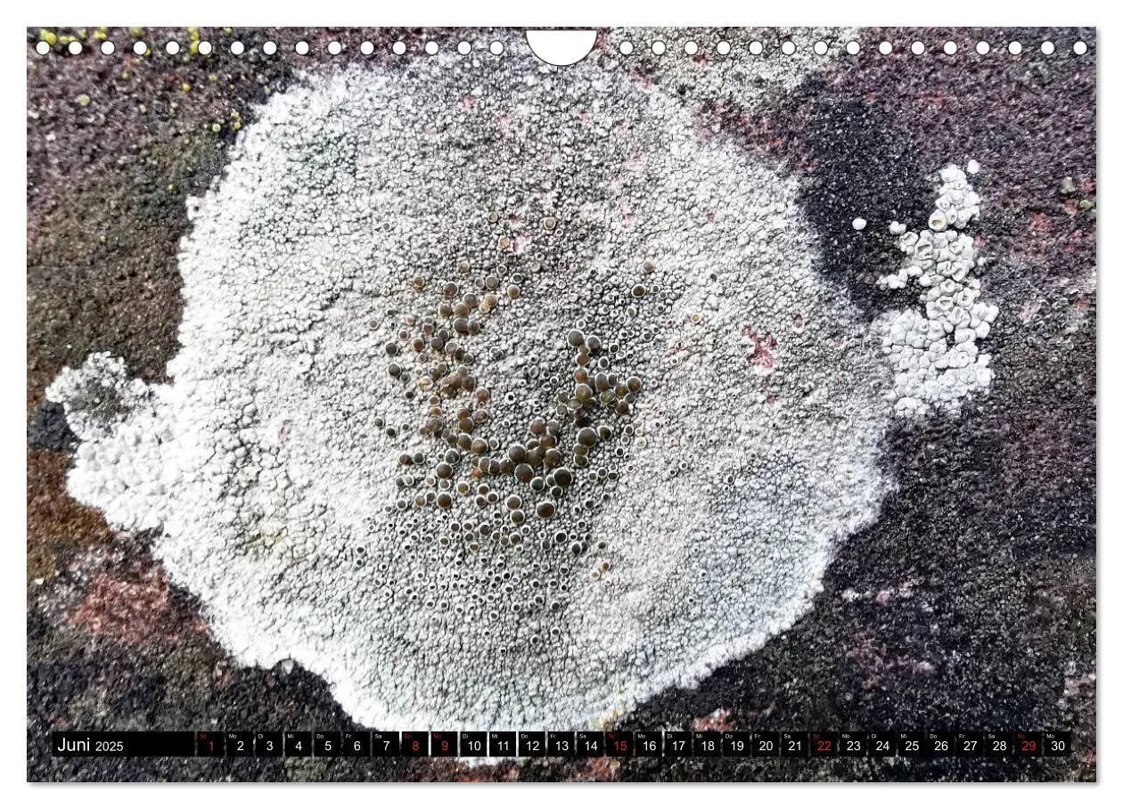 Bild: 9783435130856 | Welt der Flechten (Wandkalender 2025 DIN A4 quer), CALVENDO...
