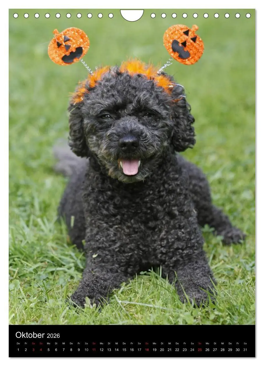 Bild: 9783516480856 | Pudel en vogue (Wandkalender 2026 DIN A4 hoch), CALVENDO...