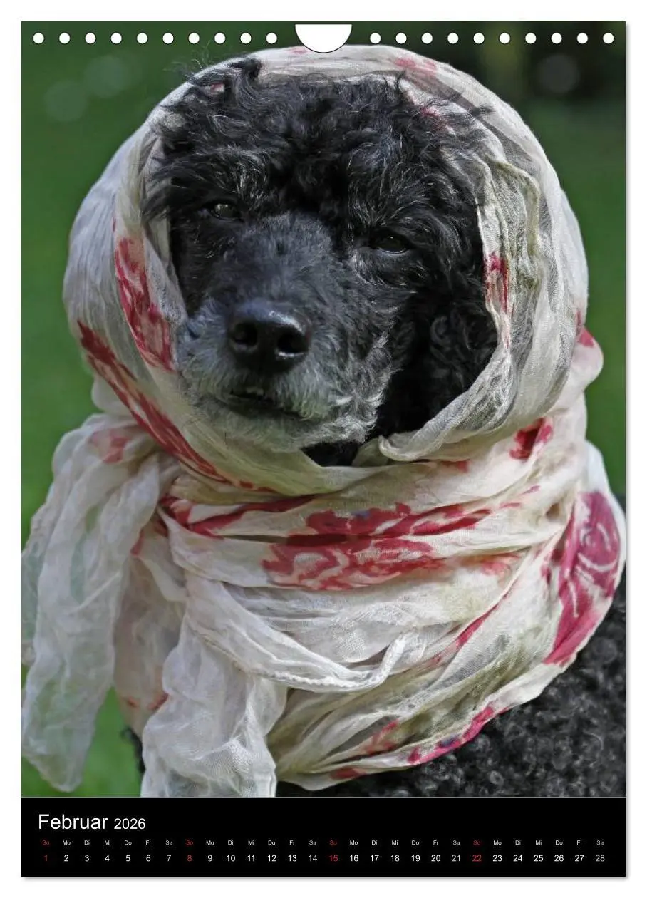 Bild: 9783516480856 | Pudel en vogue (Wandkalender 2026 DIN A4 hoch), CALVENDO...