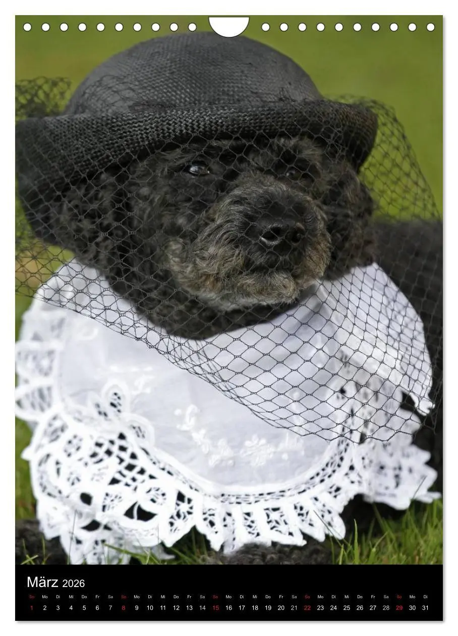Bild: 9783516480856 | Pudel en vogue (Wandkalender 2026 DIN A4 hoch), CALVENDO...
