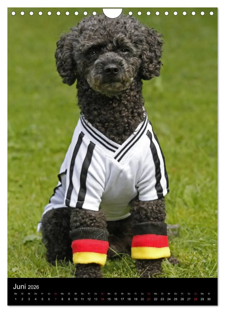 Bild: 9783516480856 | Pudel en vogue (Wandkalender 2026 DIN A4 hoch), CALVENDO...