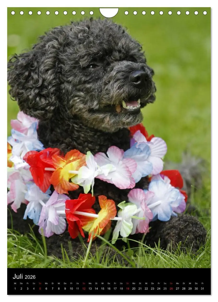 Bild: 9783516480856 | Pudel en vogue (Wandkalender 2026 DIN A4 hoch), CALVENDO...