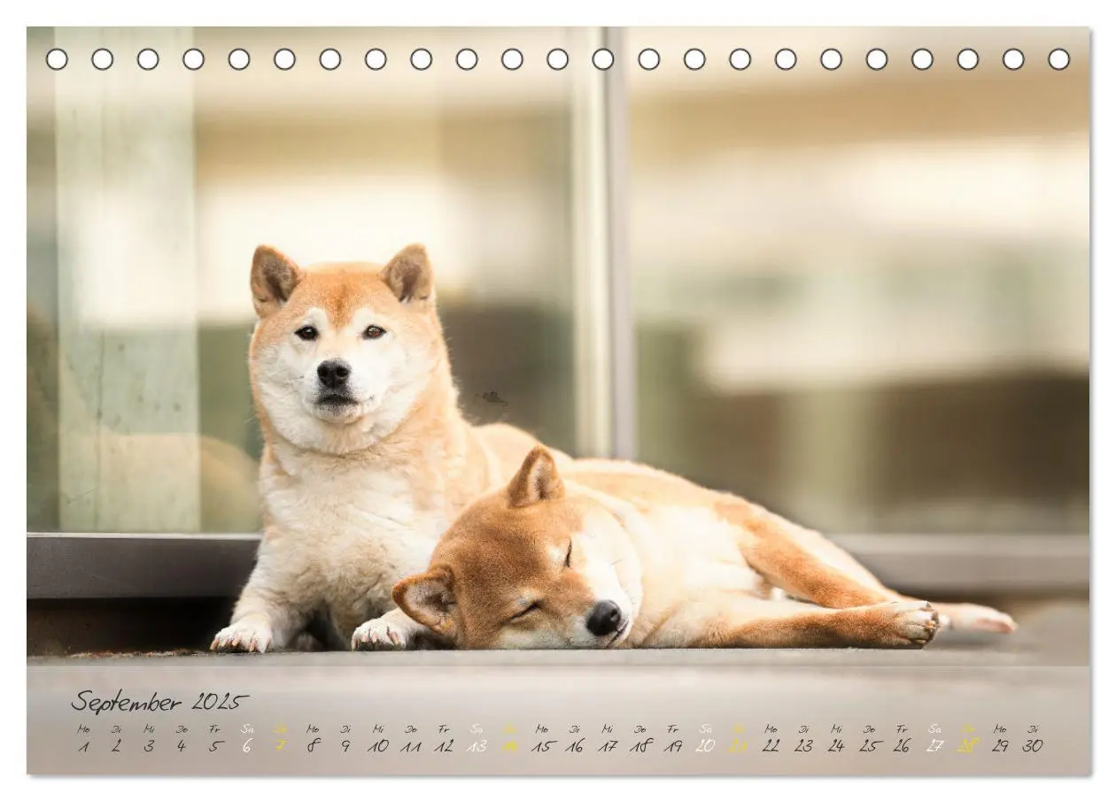 Bild: 9783435050956 | Shiba Inu - mutig, treu, selbstbewusst (Tischkalender 2025 DIN A5...