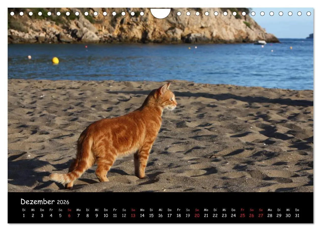 Bild: 9783516230956 | Zauberhaftes Ibiza (Wandkalender 2026 DIN A4 quer), CALVENDO...