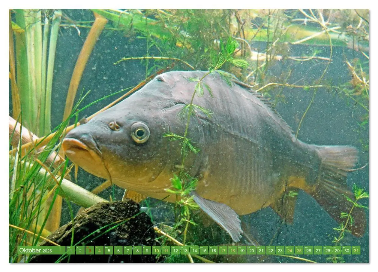 Bild: 9783516610956 | Forelle, Hecht und Stör: Fische in europäischen Gewässern...
