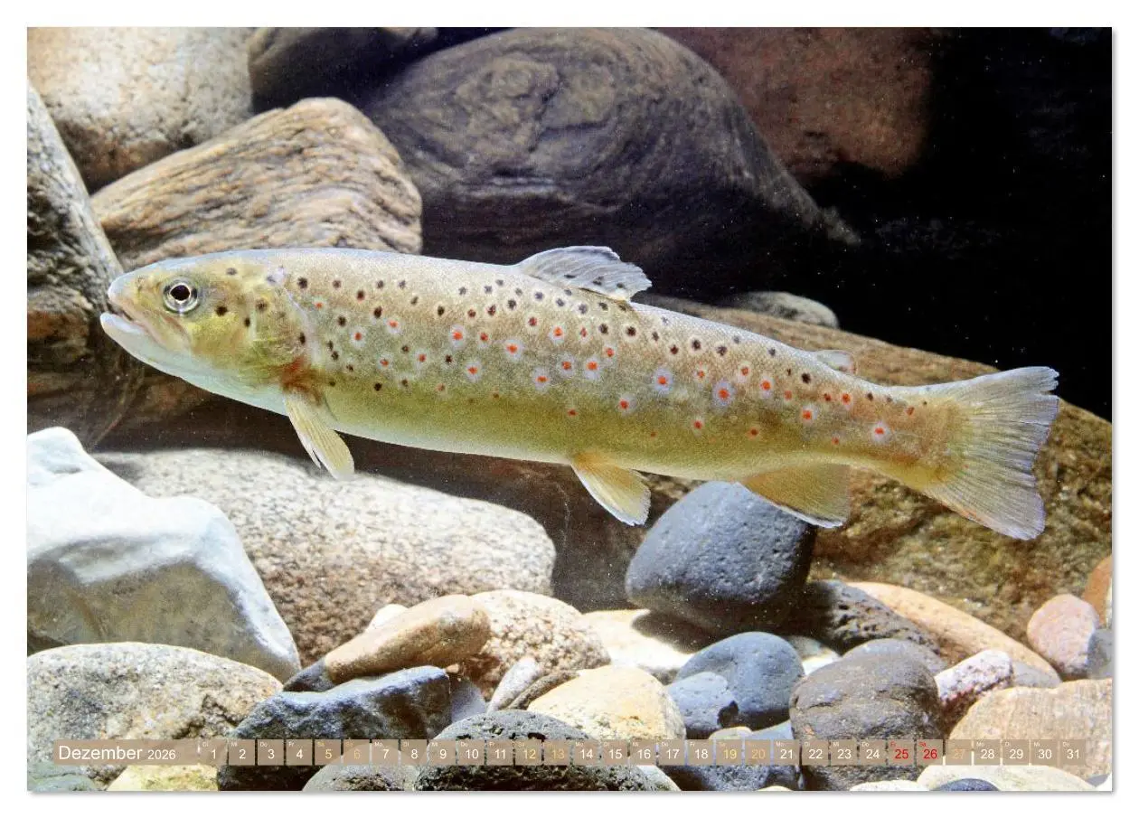 Bild: 9783516610956 | Forelle, Hecht und Stör: Fische in europäischen Gewässern...