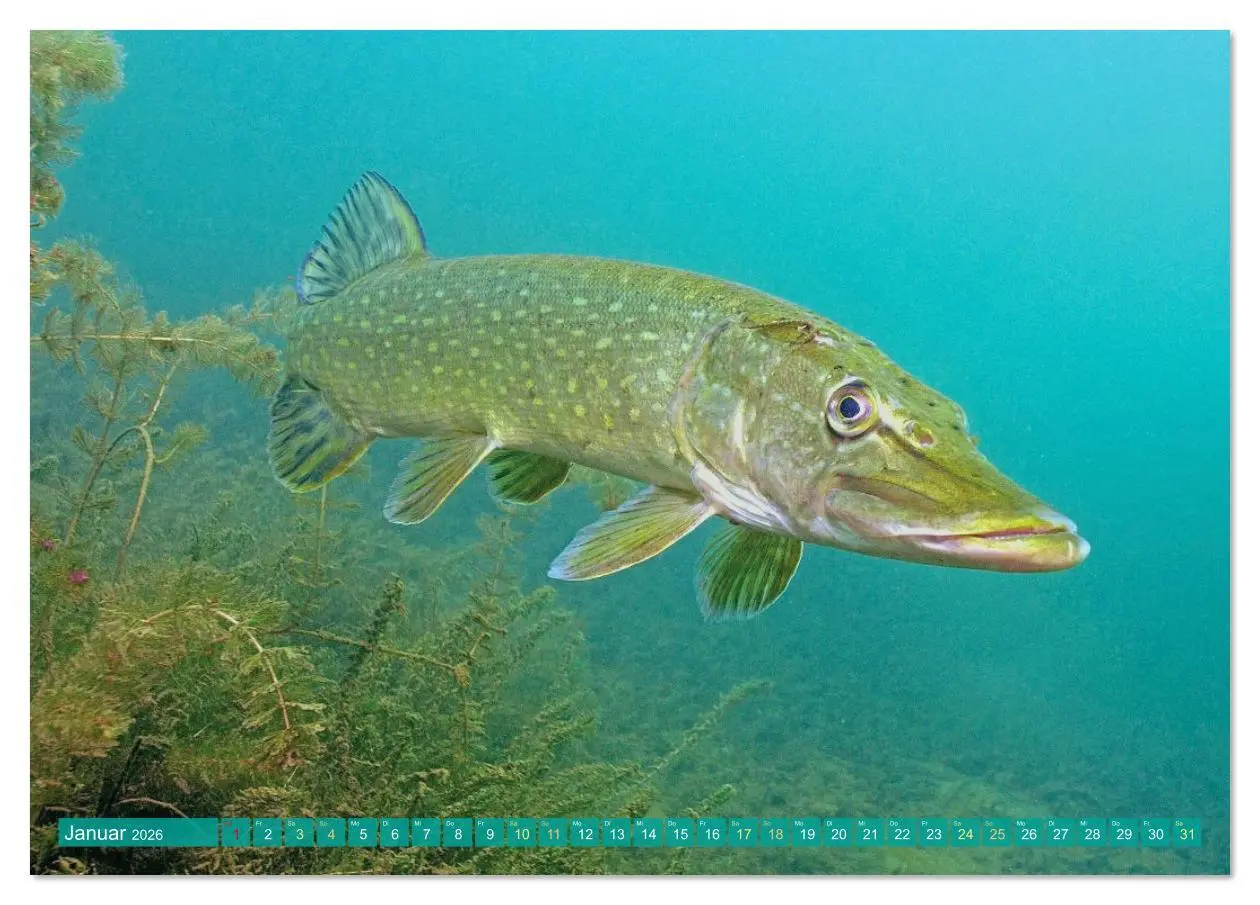 Bild: 9783516610956 | Forelle, Hecht und Stör: Fische in europäischen Gewässern...