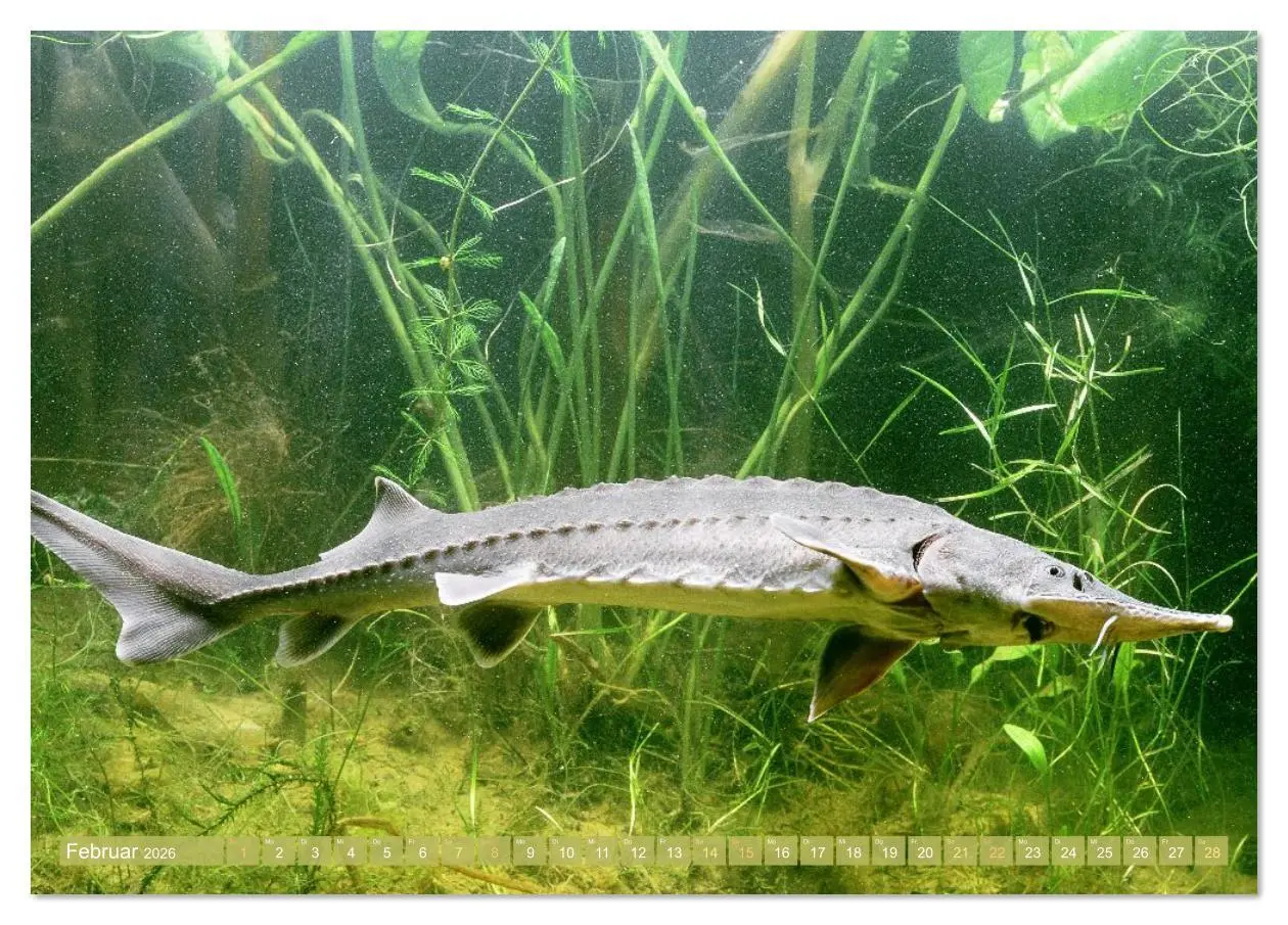 Bild: 9783516610956 | Forelle, Hecht und Stör: Fische in europäischen Gewässern...