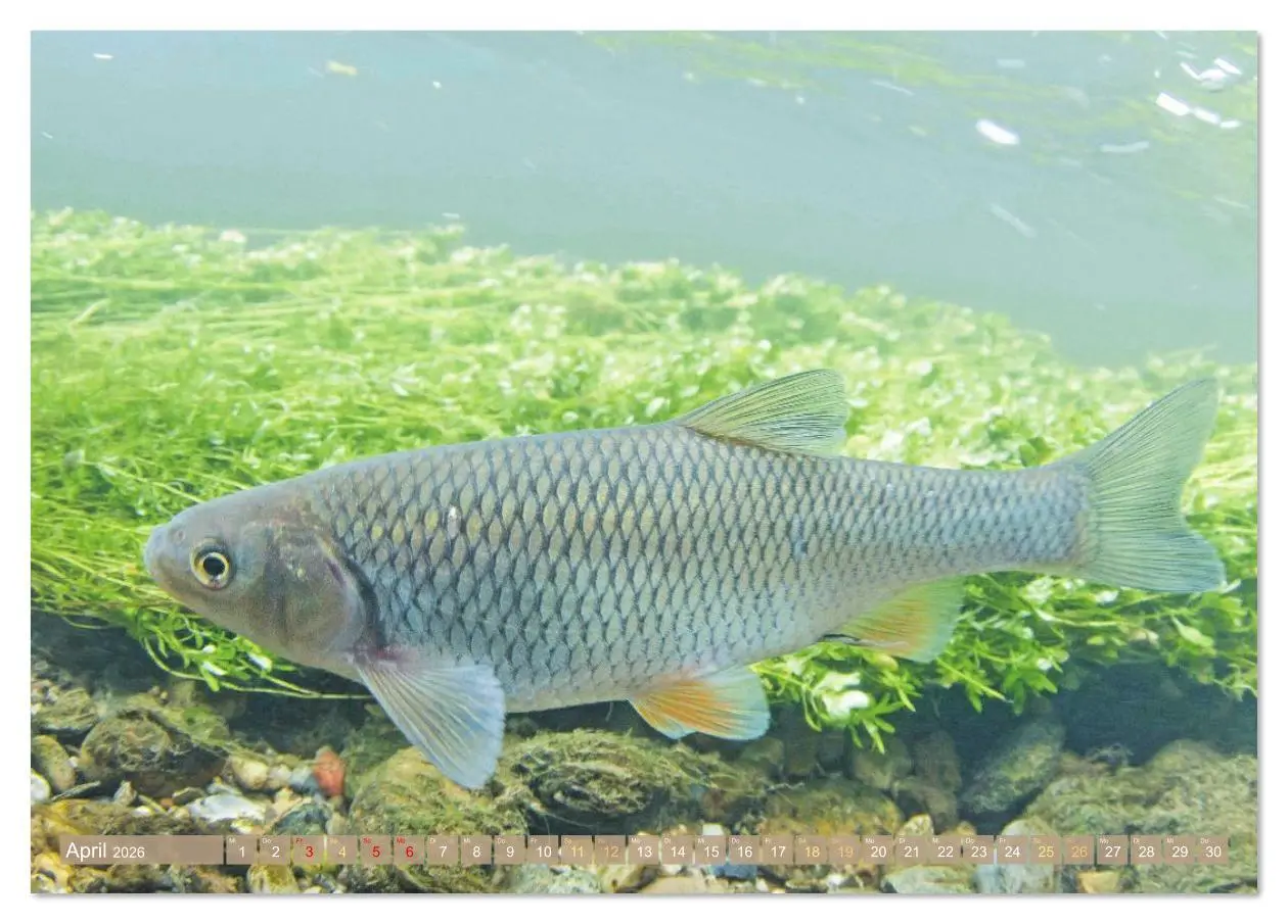 Bild: 9783516610956 | Forelle, Hecht und Stör: Fische in europäischen Gewässern...