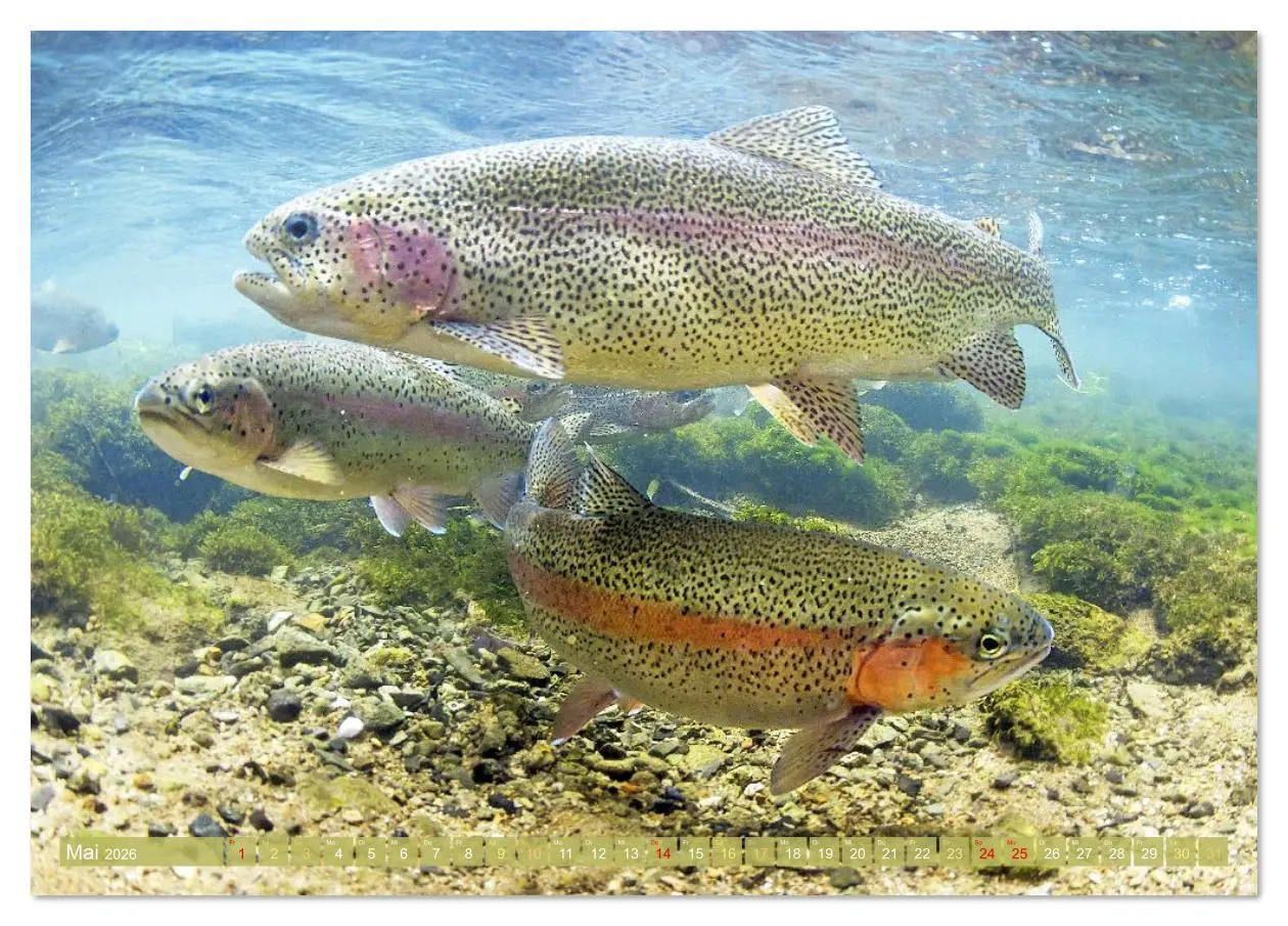 Bild: 9783516610956 | Forelle, Hecht und Stör: Fische in europäischen Gewässern...