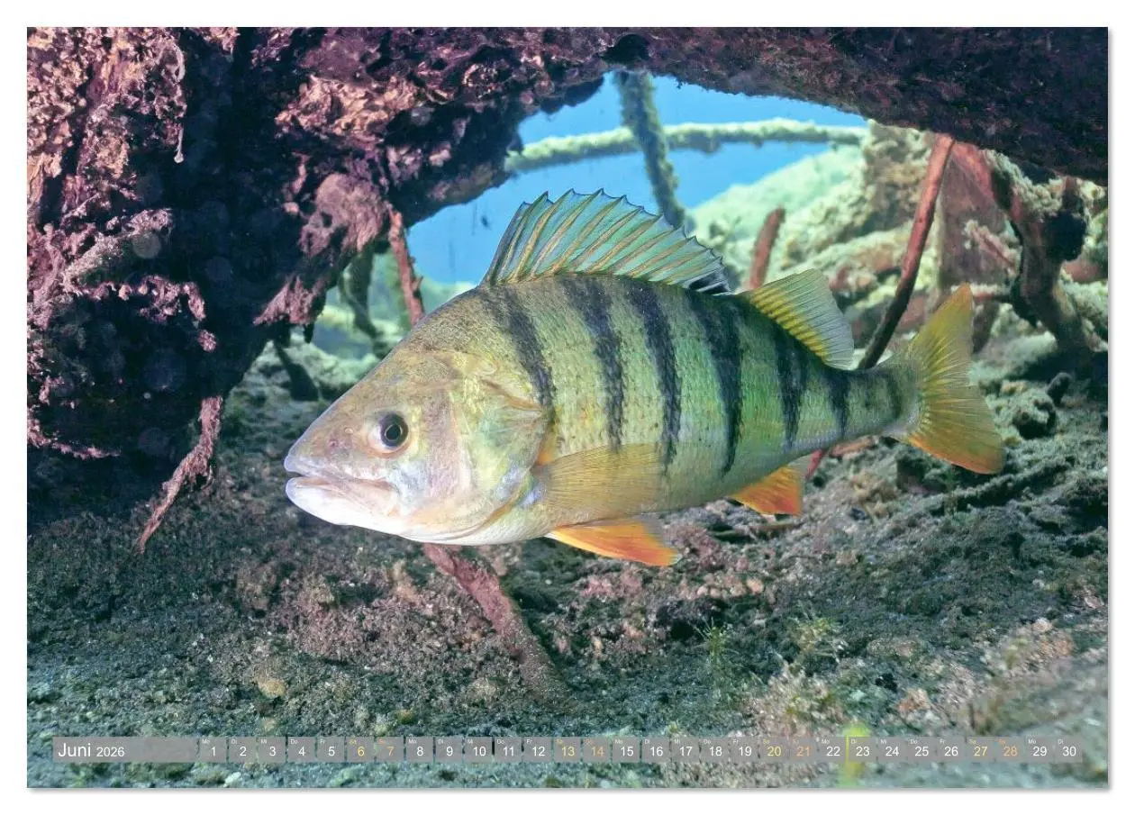 Bild: 9783516610956 | Forelle, Hecht und Stör: Fische in europäischen Gewässern...