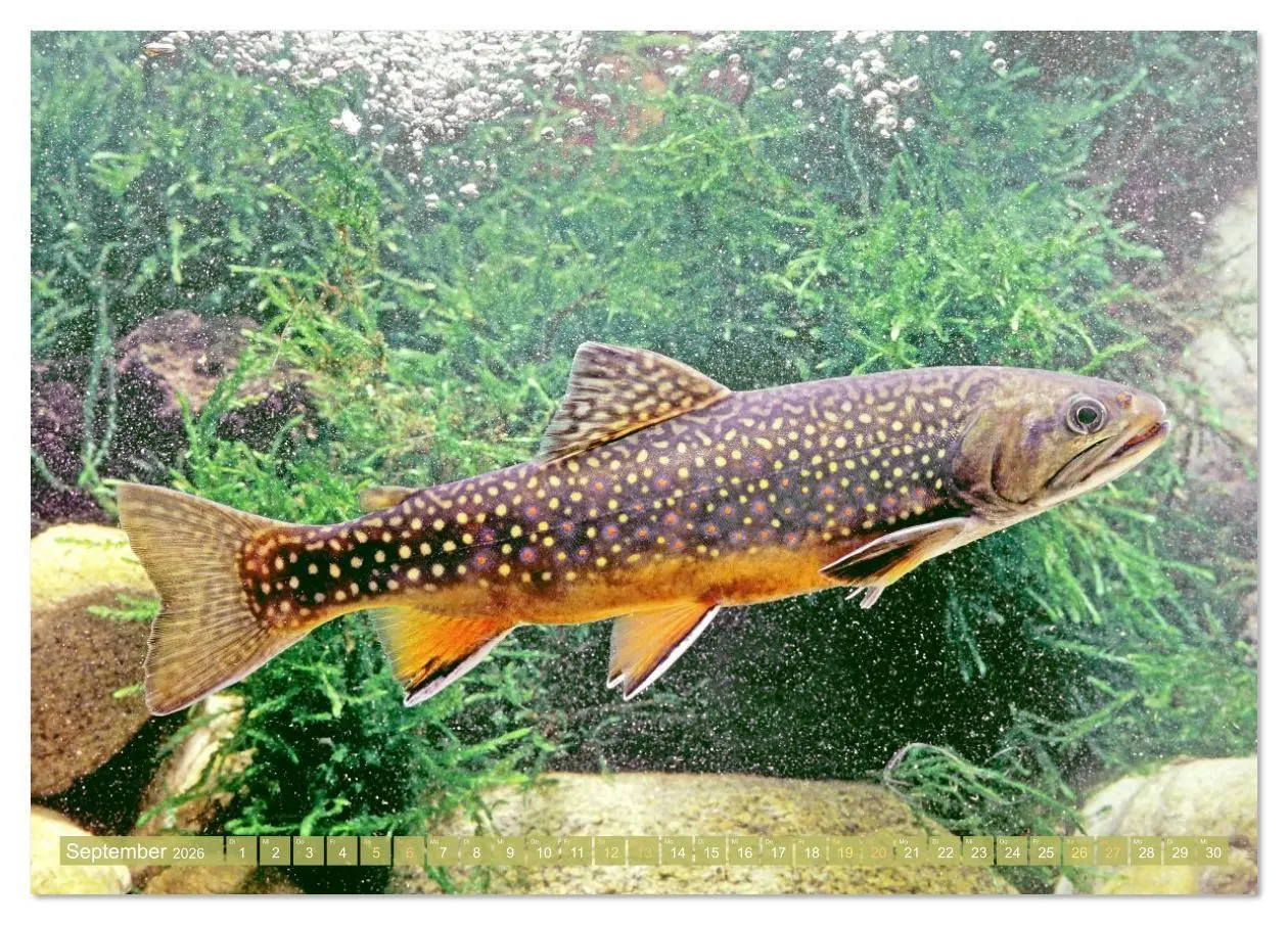Bild: 9783516610956 | Forelle, Hecht und Stör: Fische in europäischen Gewässern...