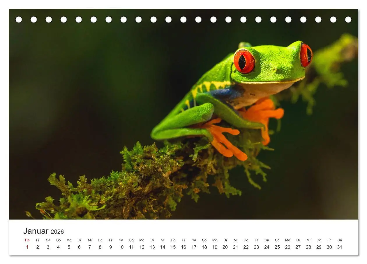 Bild: 9783457721056 | Costa Rica - exotische Tierwelt und unberührte Natur (Tischkalender...