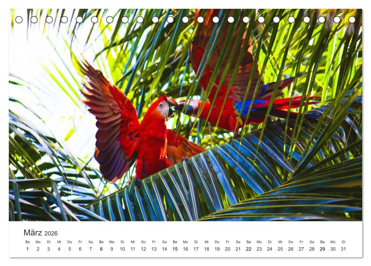 Bild: 9783457721056 | Costa Rica - exotische Tierwelt und unberührte Natur (Tischkalender...