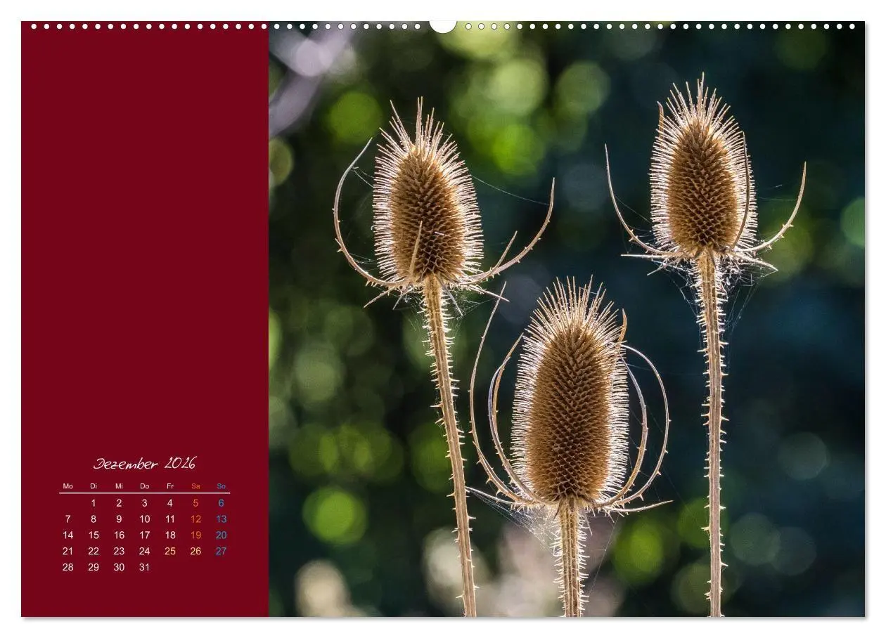 Bild: 9783516671056 | Blütenstil (hochwertiger Premium Wandkalender 2026 DIN A2 quer),...