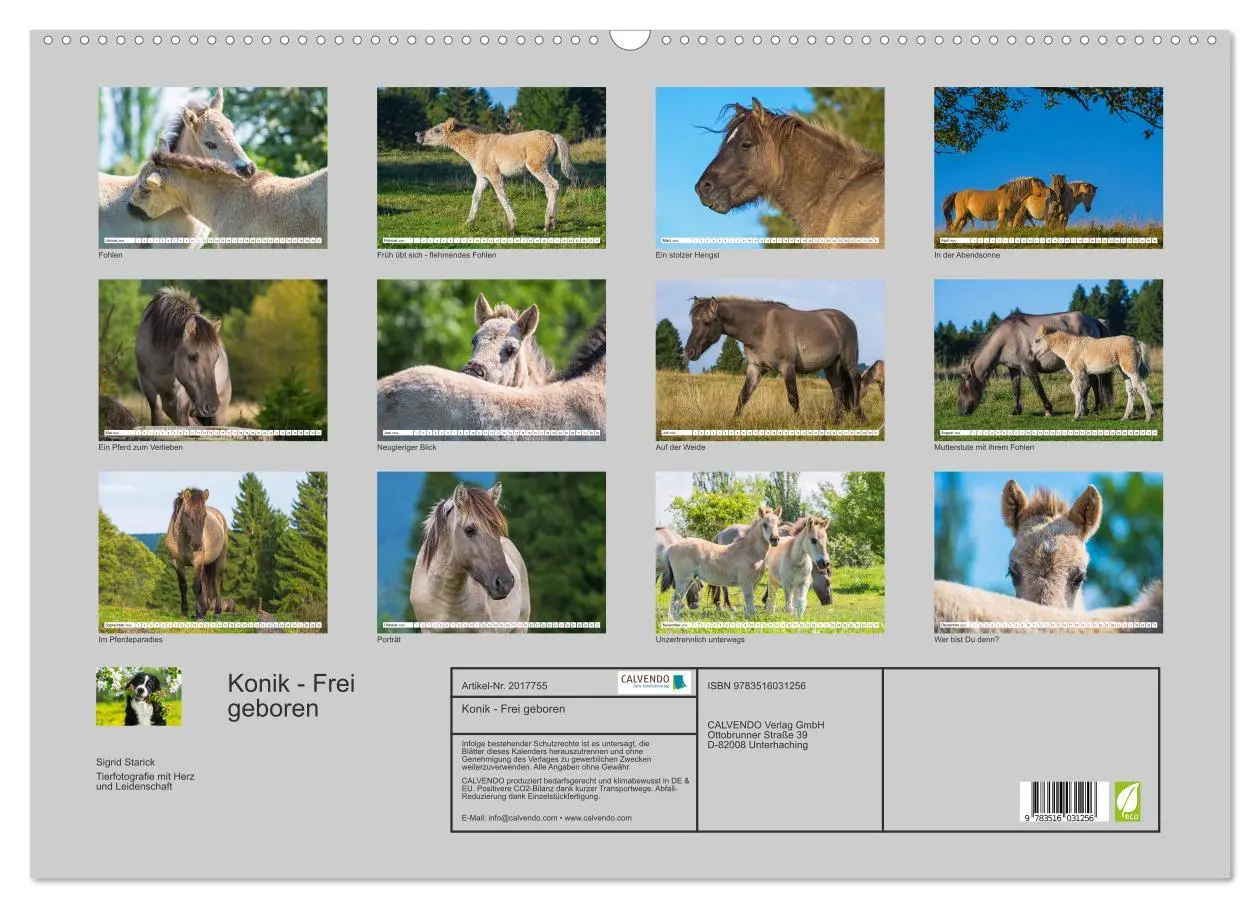 Bild: 9783516031256 | Konik - Frei geboren (Wandkalender 2026 DIN A2 quer), CALVENDO...