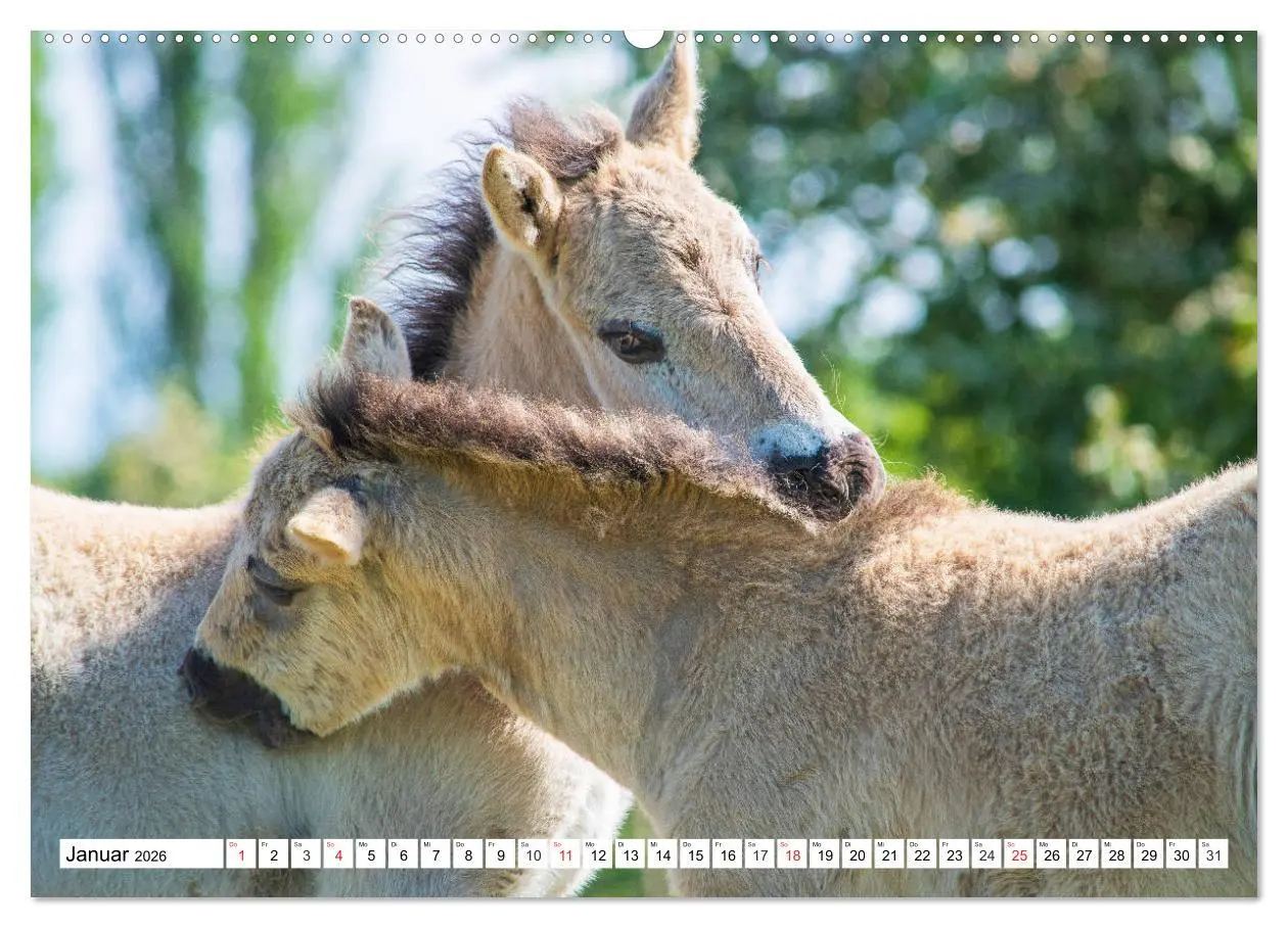 Bild: 9783516031256 | Konik - Frei geboren (Wandkalender 2026 DIN A2 quer), CALVENDO...