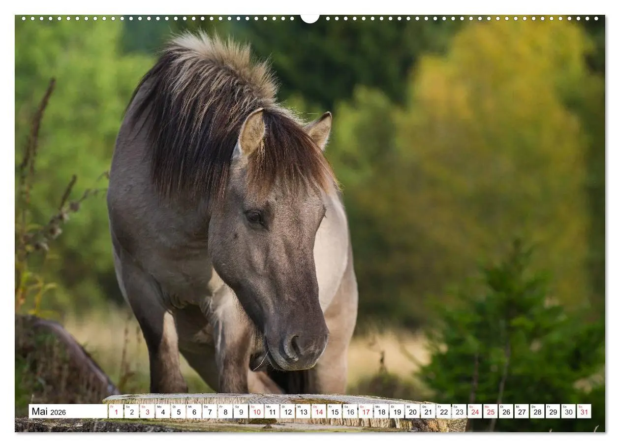 Bild: 9783516031256 | Konik - Frei geboren (Wandkalender 2026 DIN A2 quer), CALVENDO...