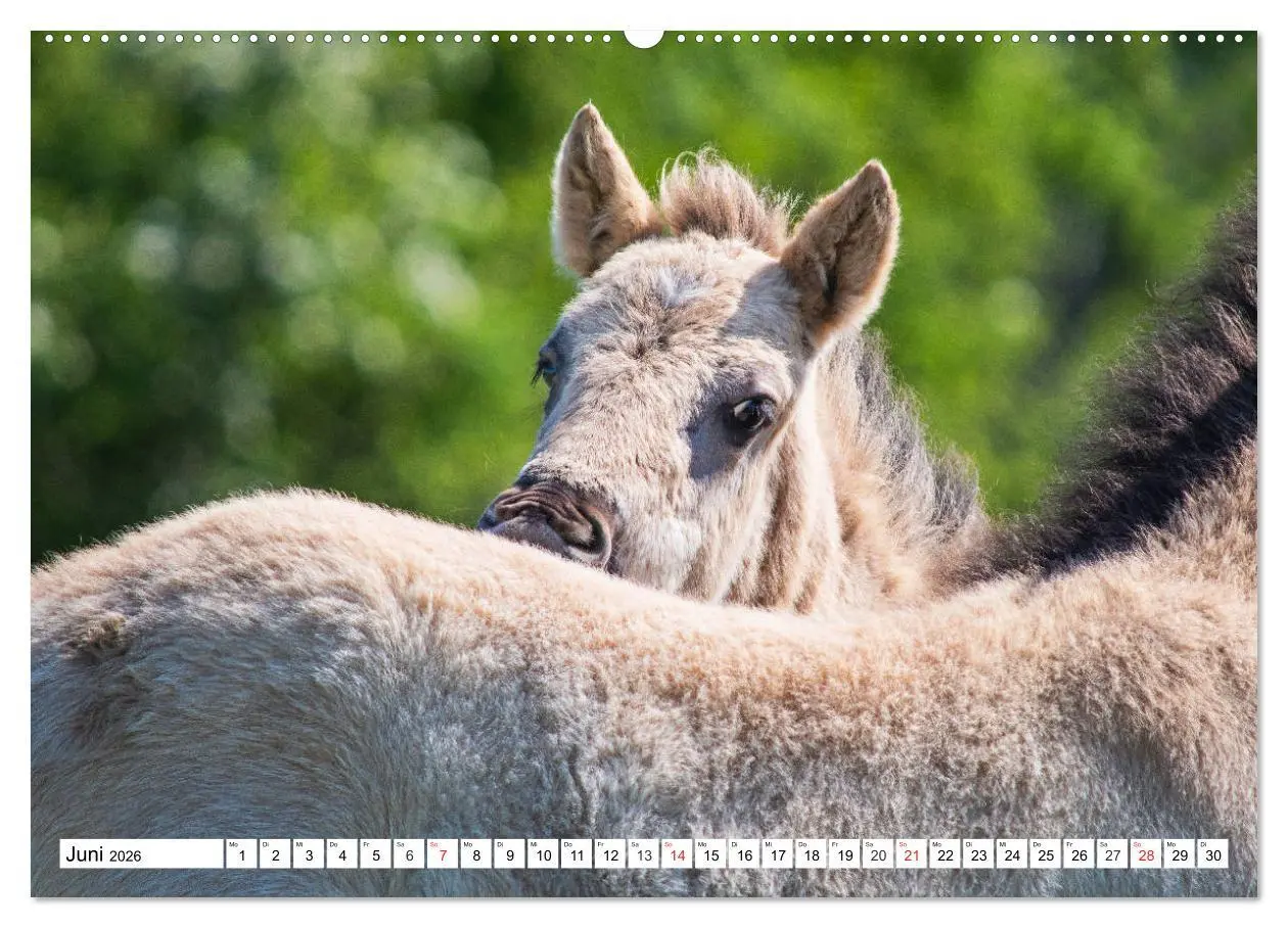 Bild: 9783516031256 | Konik - Frei geboren (Wandkalender 2026 DIN A2 quer), CALVENDO...