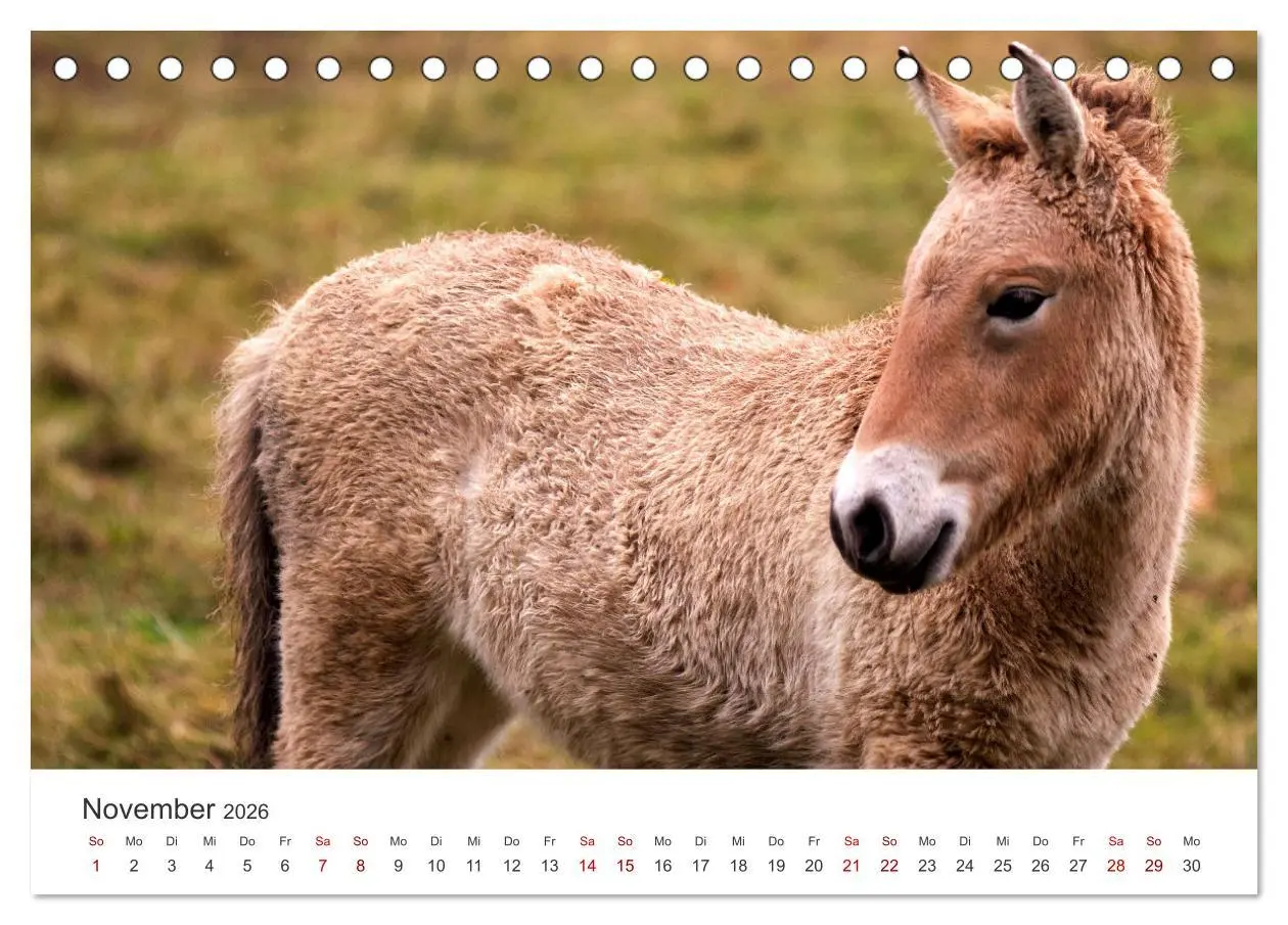 Bild: 9783457551356 | Freiheitsliebende Wildpferde (Tischkalender 2026 DIN A5 quer),...