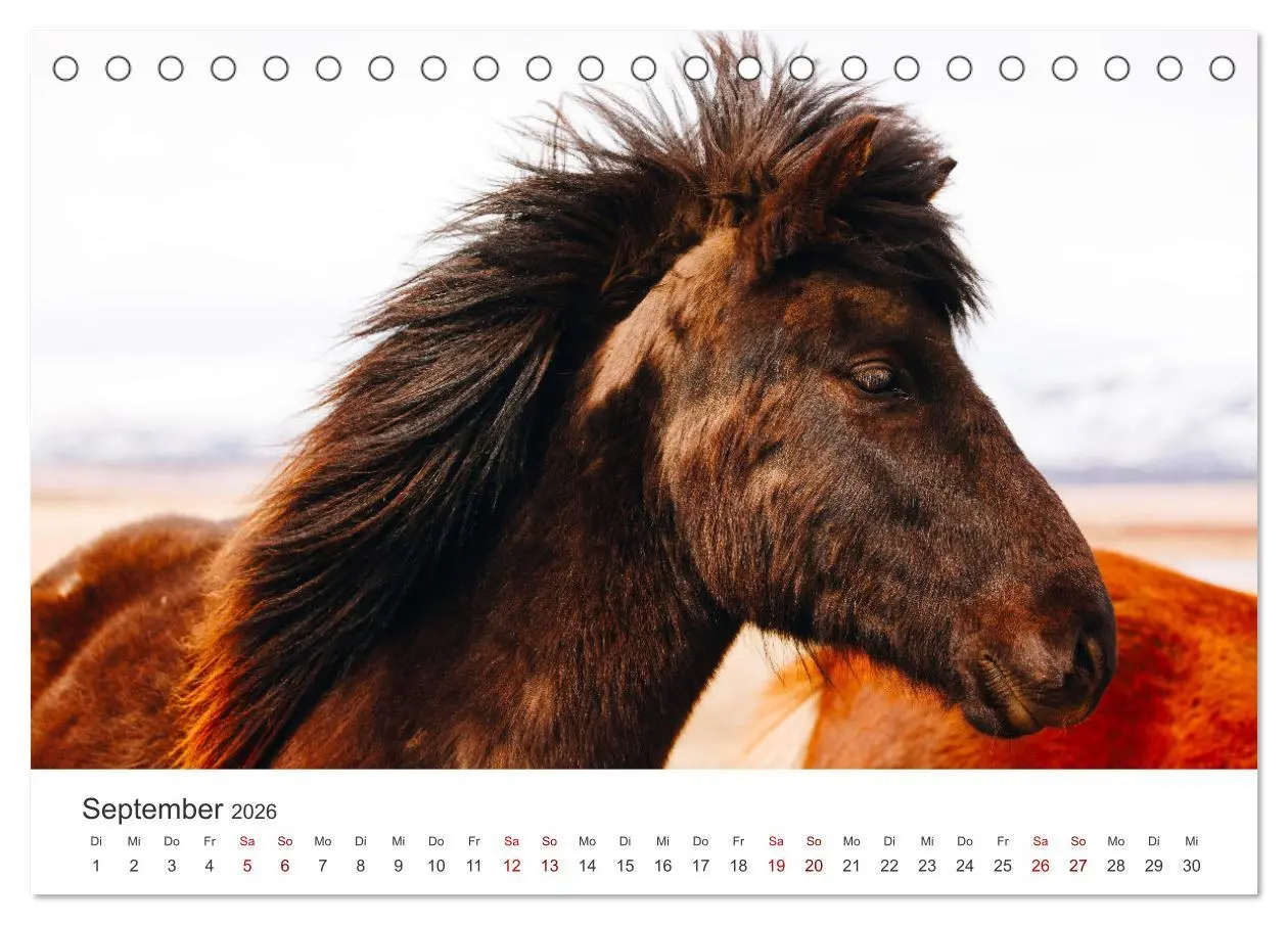 Bild: 9783457551356 | Freiheitsliebende Wildpferde (Tischkalender 2026 DIN A5 quer),...
