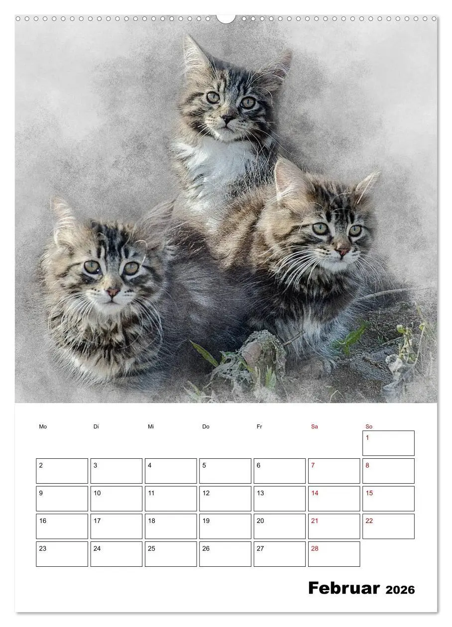 Bild: 9783516401356 | Maine Coon Katzen (Wandkalender 2026 DIN A2 hoch), CALVENDO...