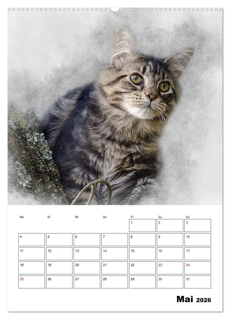 Bild: 9783516401356 | Maine Coon Katzen (Wandkalender 2026 DIN A2 hoch), CALVENDO...