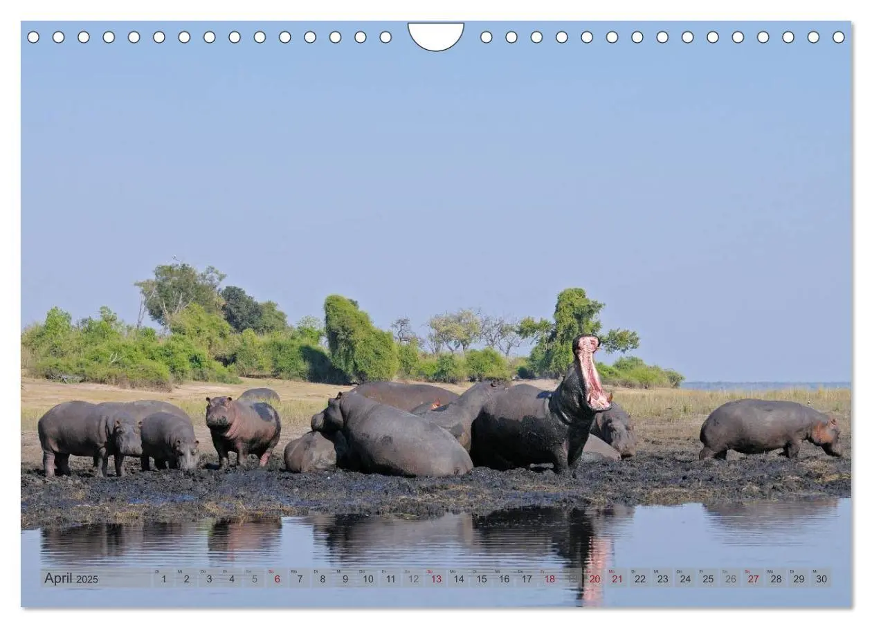 Bild: 9783435761456 | Flusspferde Magie des Augenblicks - Hippos in Afrika (Wandkalender...