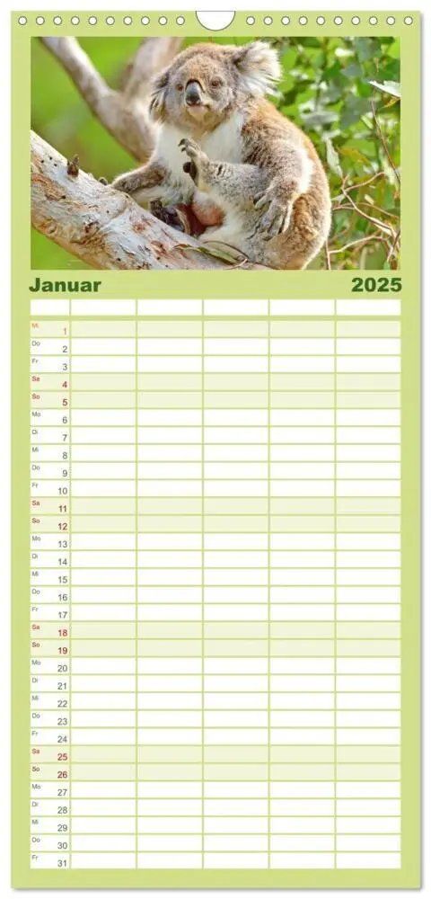 Bild: 9783457091456 | Familienplaner 2025 - Koalas: die flauschigen Herzensbrecher mit 5...