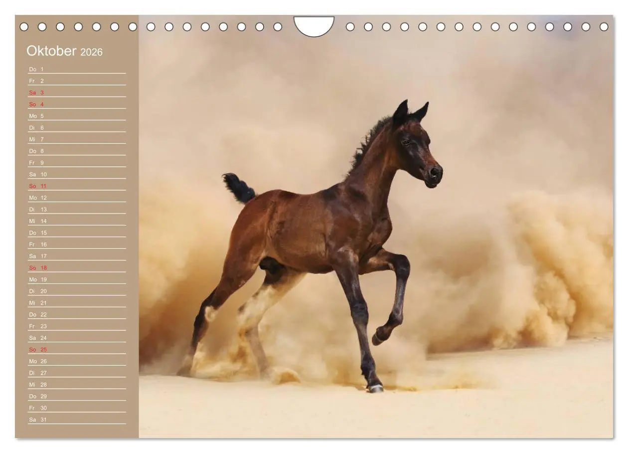 Bild: 9783516011456 | Pferde. Araber im Wüstensand (Wandkalender 2026 DIN A4 quer),...