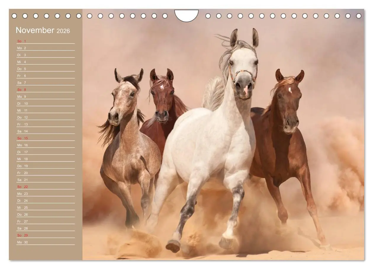 Bild: 9783516011456 | Pferde. Araber im Wüstensand (Wandkalender 2026 DIN A4 quer),...