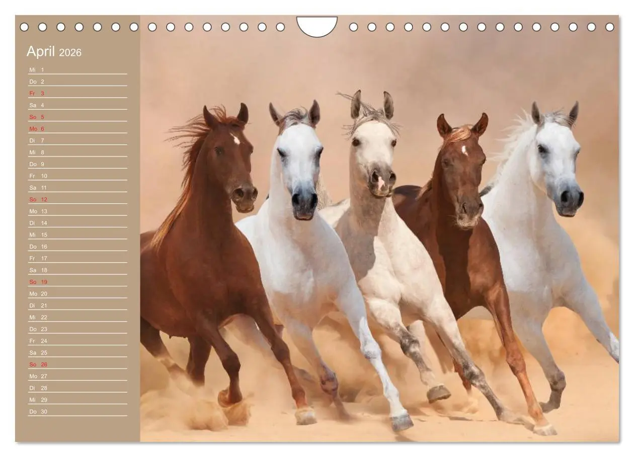 Bild: 9783516011456 | Pferde. Araber im Wüstensand (Wandkalender 2026 DIN A4 quer),...